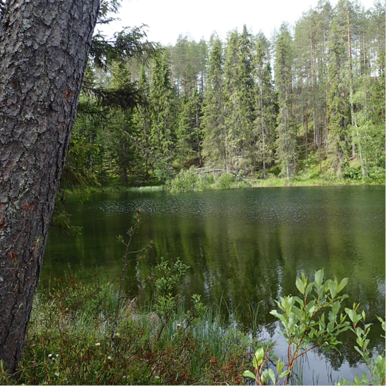 Kansikuva järvimaisema.