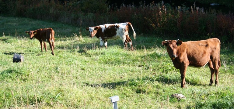 Valokuva, jossa kolme lehmää laitumella.