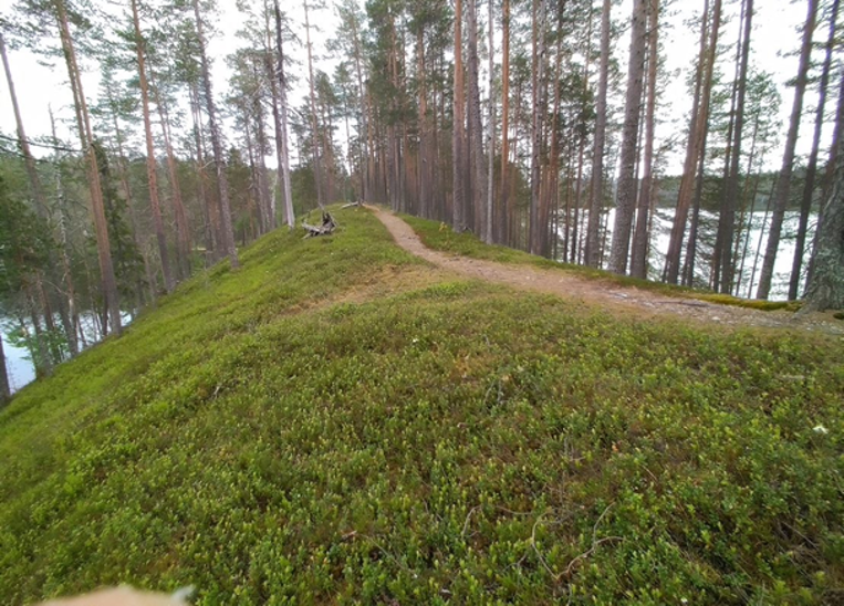Valokuva harjusta.