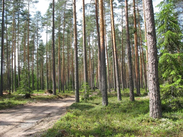 Harjumaisemaa Ikaalisten Vatulanharjulta.