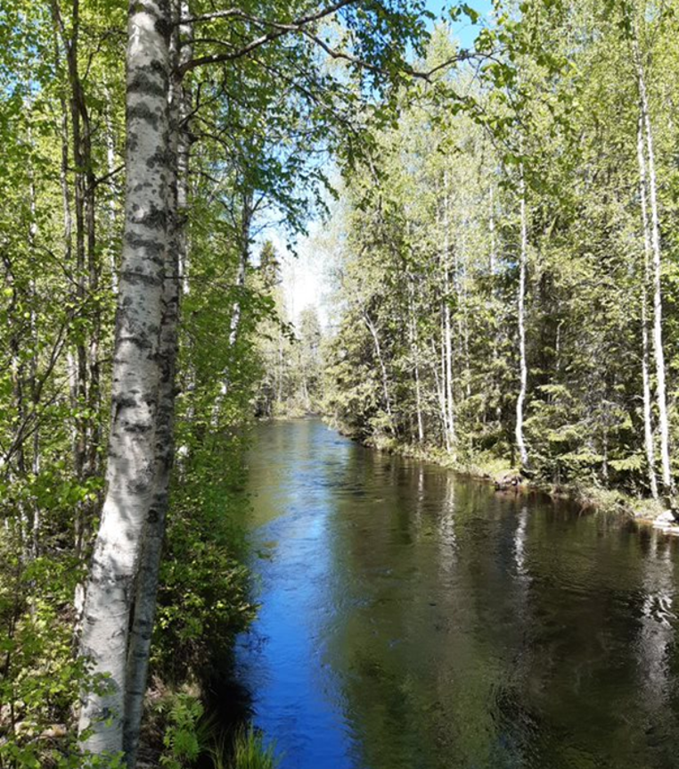 Valokuva, jossa  koivikon reunustuma Tipaksenjoki.