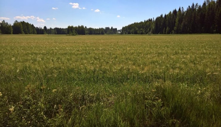 Kuva ohrapellosta.