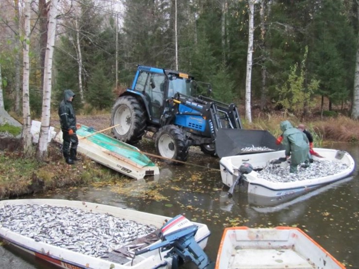 Kuvassa hoitokalastussaalista lapioidaan veneestä traktorin kauhaan.